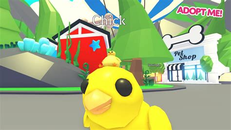 ; The Starter Egg's appearance is similar to the Pet Egg, but the Starter Egg has a small graduation hat, which cannot be removed. . What is a chick worth in adopt me 2022